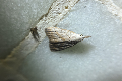 Meganola brunellus