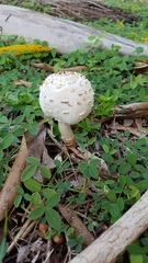 Basidiomycota