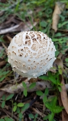 Basidiomycota