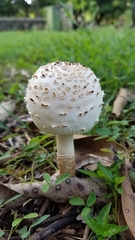 Basidiomycota