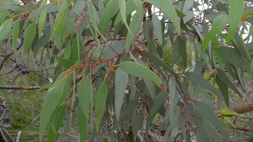 Eucalyptus caesia