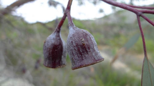 Eucalyptus caesia