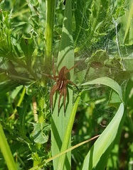 Dolomedes striatus