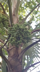 Coccothrinax argentea