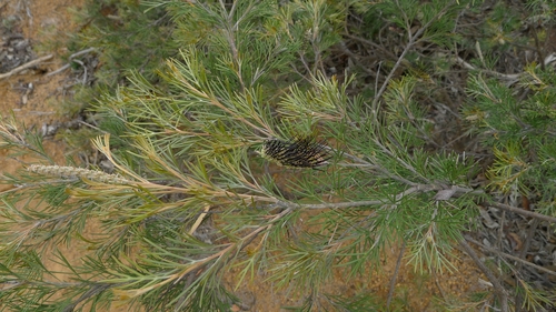 Grevillea hookeriana, photograph 6