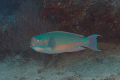 Chlorurus microrhinos