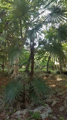 Coccothrinax argentea