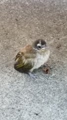 Phaenicophilus palmarum