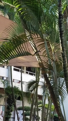 Phaenicophilus palmarum