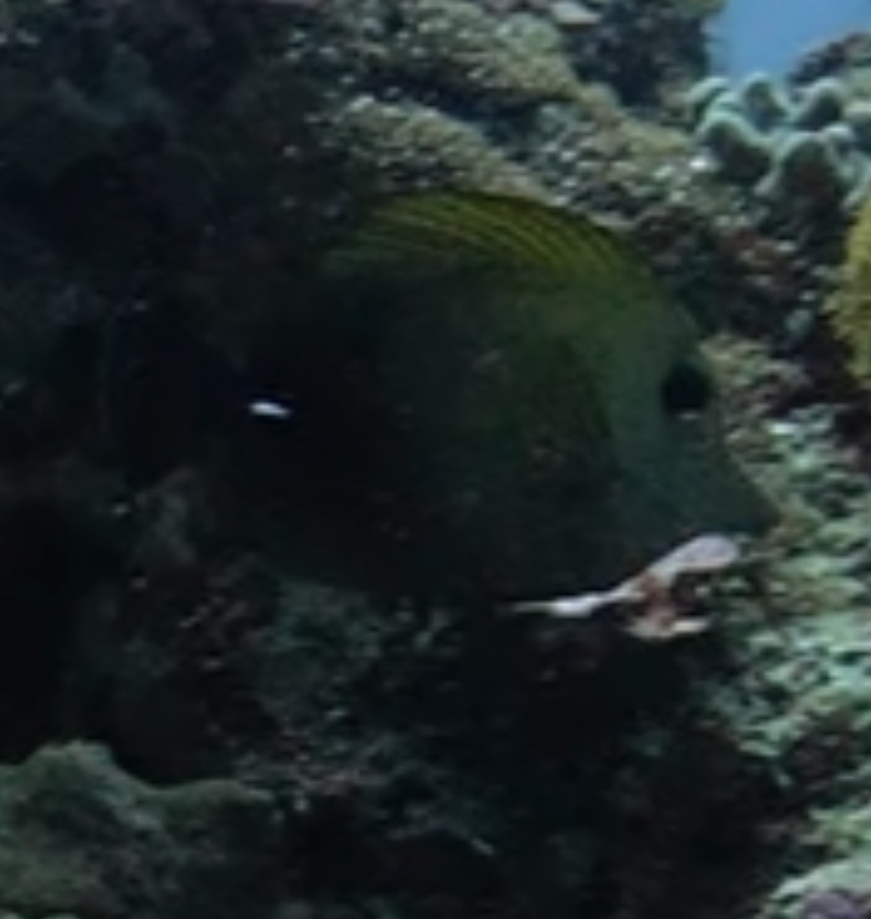 Brown Tang (Zebrasoma scopas) — recorded at Nippan Bay