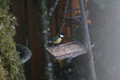 Parus major newtoni