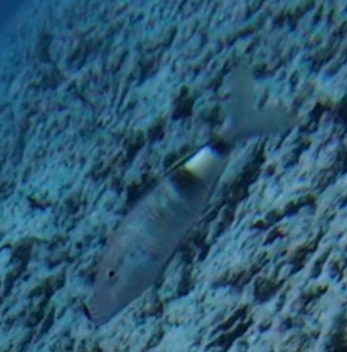 Manybar Goatfish (Parupeneus multifasciatus)