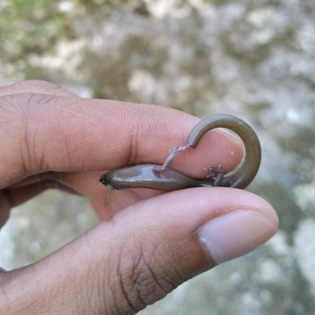 Vinciguerra's Lipinia (Lipinia relicta)