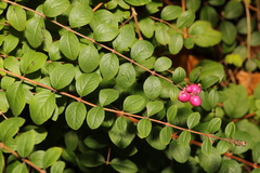 Symphoricarpos × chenaultii