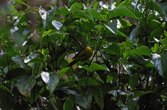 Thlypopsis superciliaris