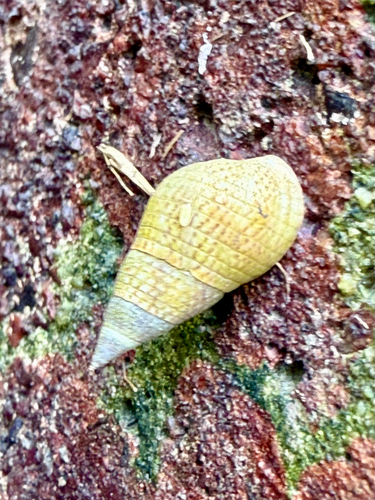 Littoraria melanostoma observed 2025-08-07
