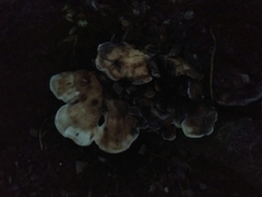 Fungi