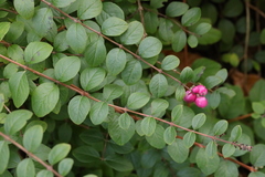 Symphoricarpos × chenaultii