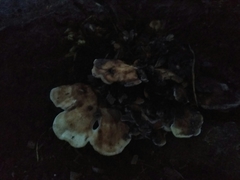 Fungi