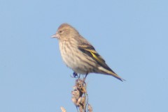 Spinus pinus pinus