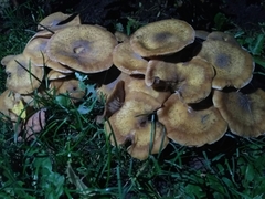 Armillaria
