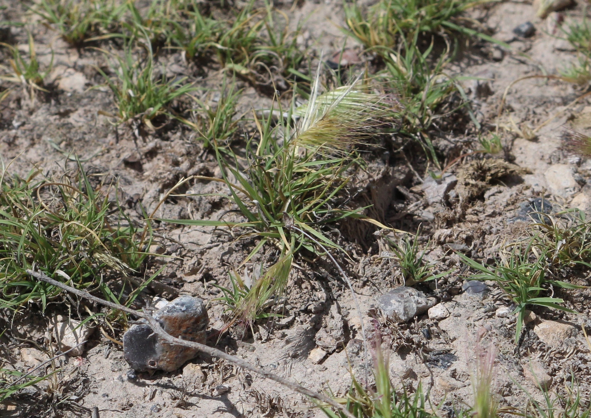 Bouteloua reederorum