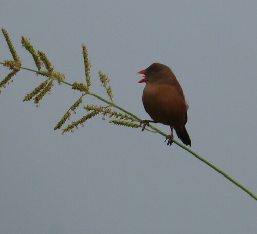 Anambra Waxbill