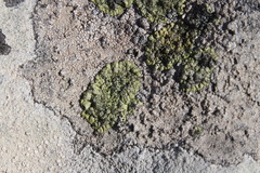 Diploicia africana