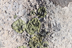 Diploicia africana