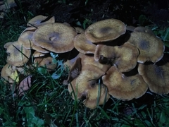 Armillaria
