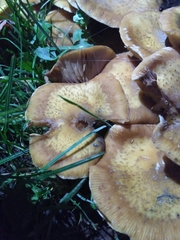Armillaria