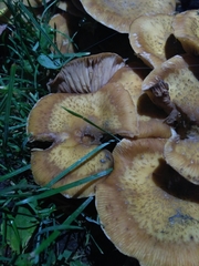 Armillaria