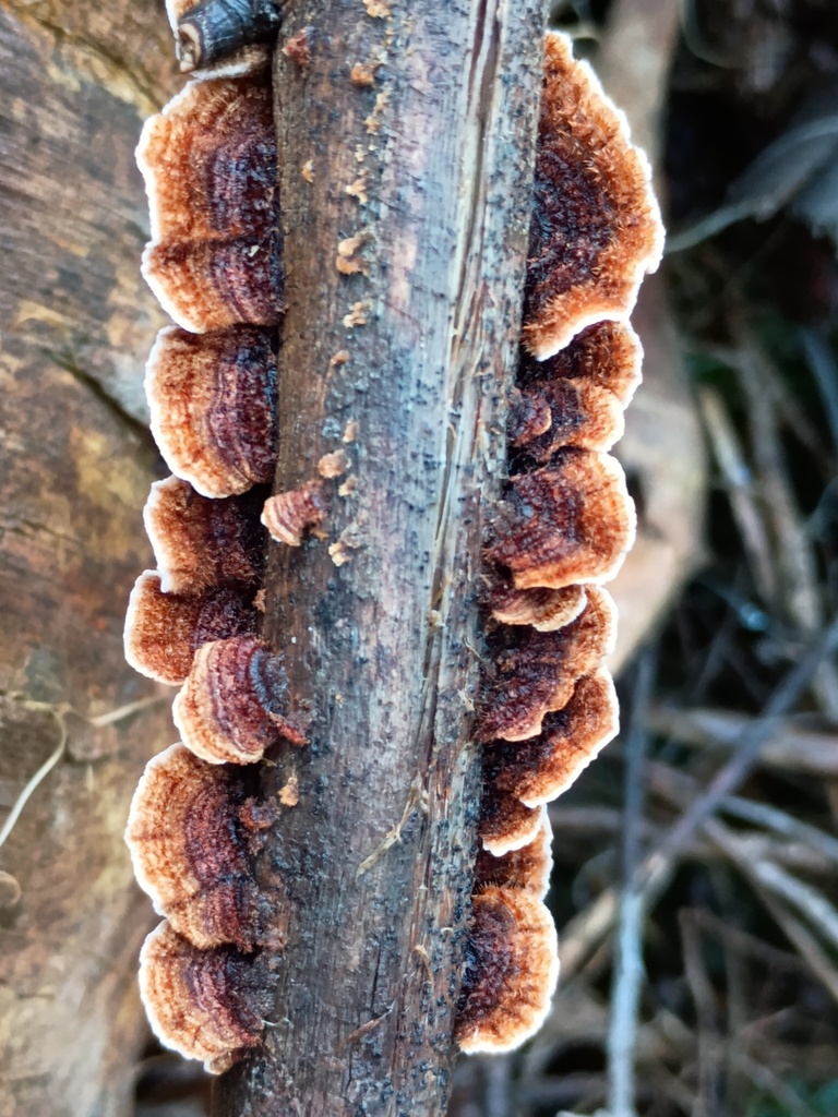 Stereum illudens · July 2025 · photo: © grampianshiker (iNaturalist, cc-by)