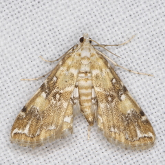 Elophila faulalis