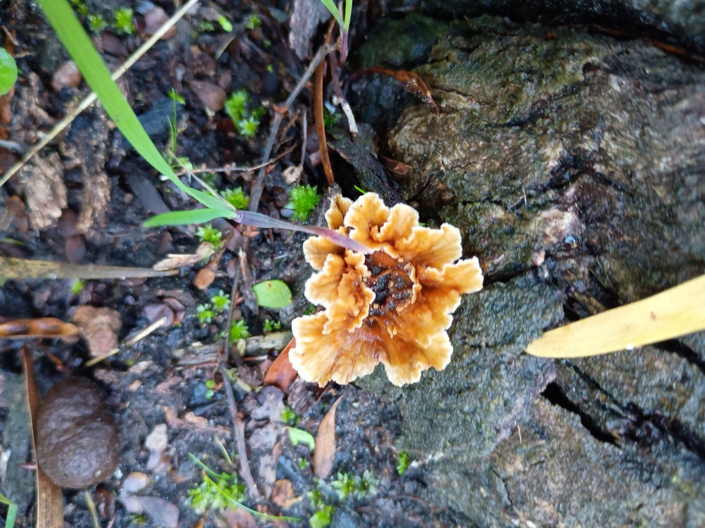 Podoscypha petalodes · July 2025 · photo: © grampianshiker (iNaturalist, cc-by)