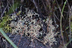 Cladonia subpungens
