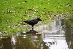 Corvus corone