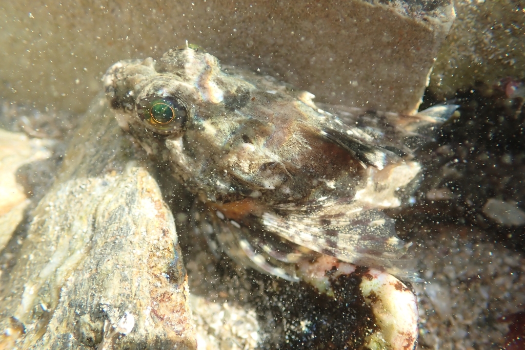 Longspined Bullhead (Taurulus bubalis)