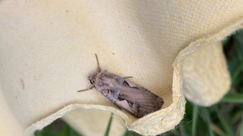Setaceous Hebrew Character