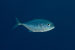 Craterognathus plagiotaenia
