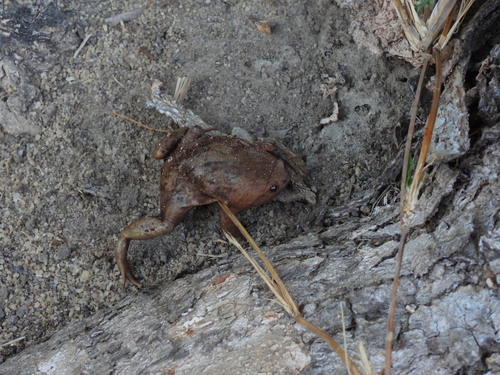 Brazilian Dumpy Frog, Stereocyclops incrassatus