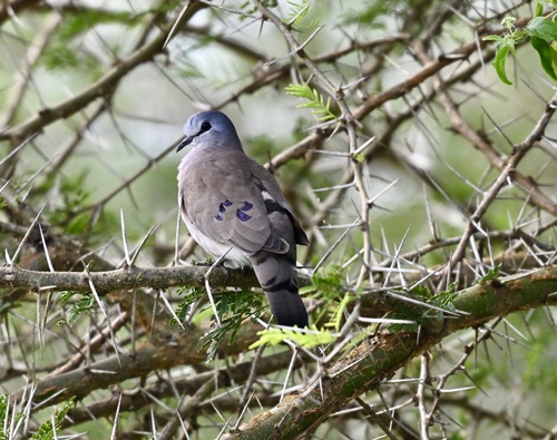 Black-billed Wood Dove (Turtur abyssinicus), photo 9