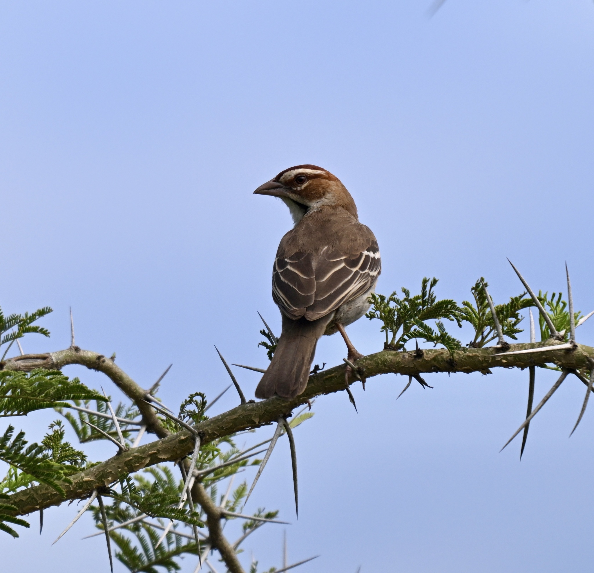 Chestnut-crowned Sparrow-Weaver illustration