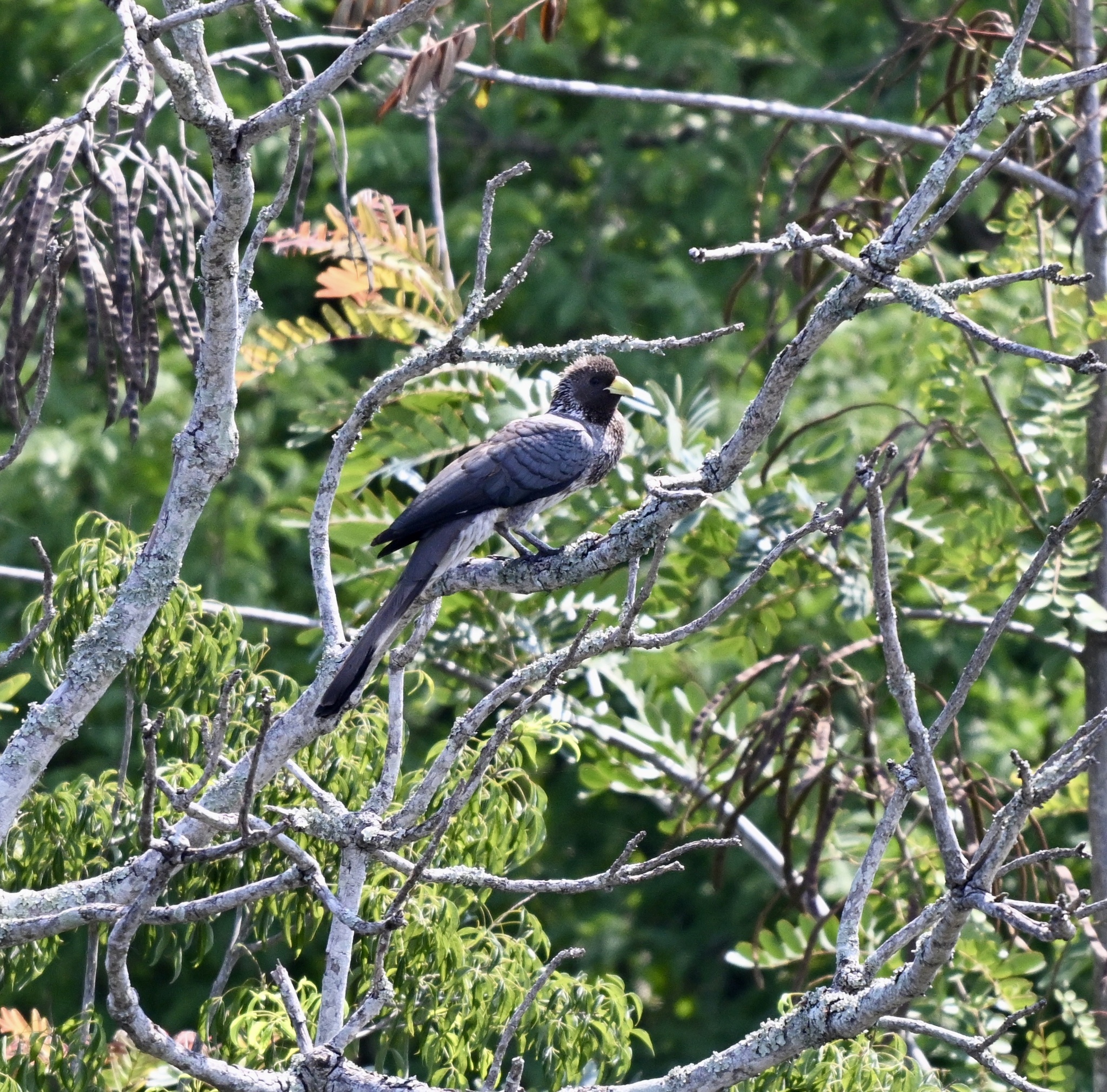 Eastern Plantain-eater (Crinifer zonurus), photo 8