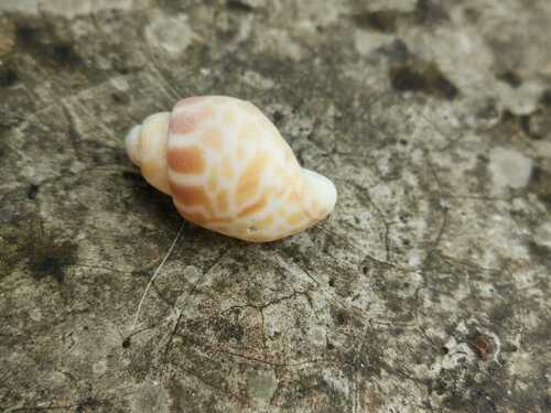 Spiral Babylon Snail