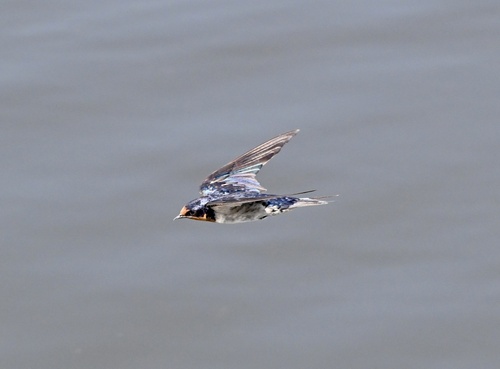 Angola Swallow (Hirundo angolensis)