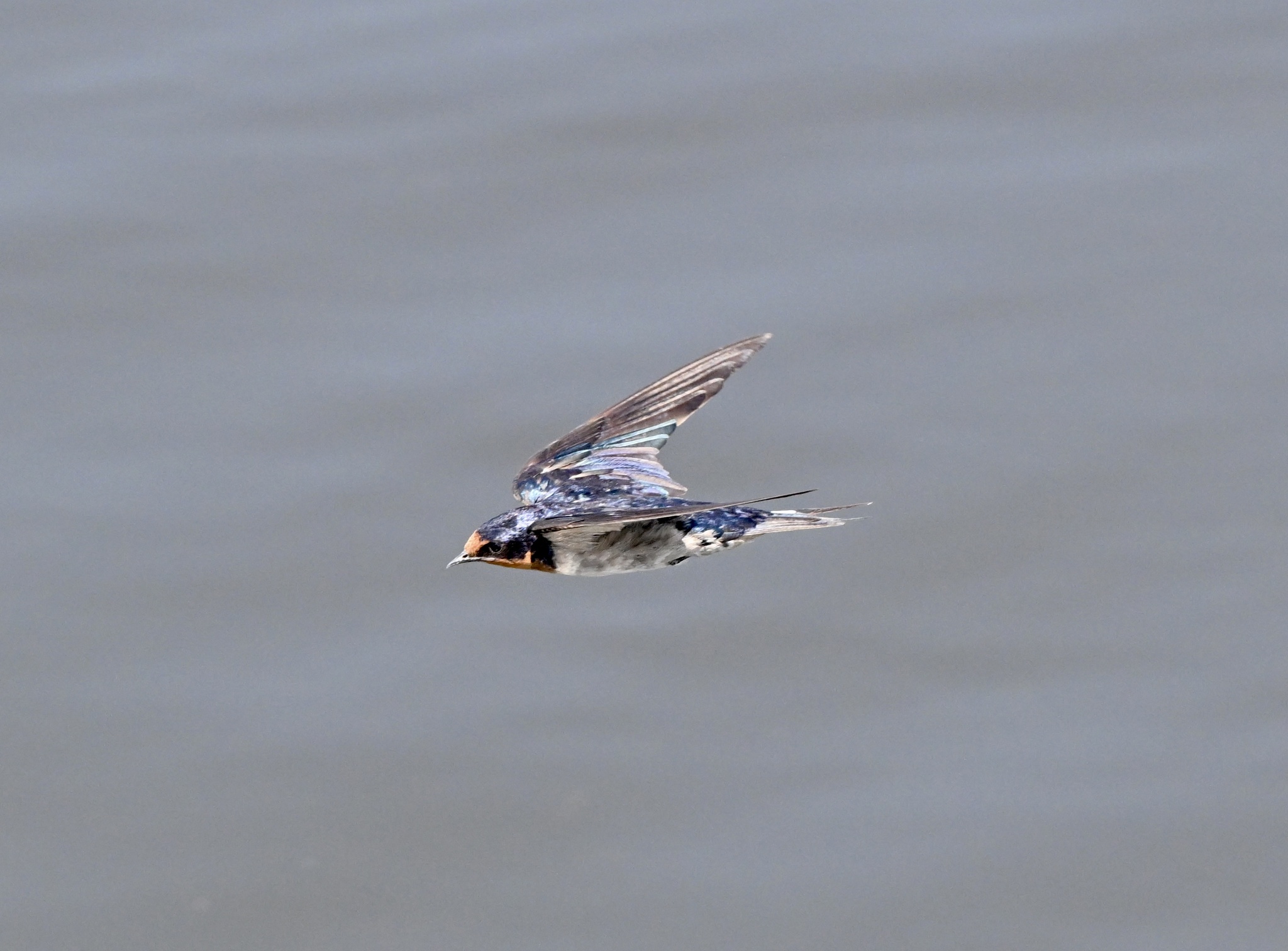 Angola Swallow (Hirundo angolensis), photo 1