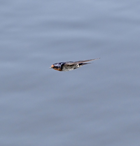 Angola Swallow (Hirundo angolensis), photo 2