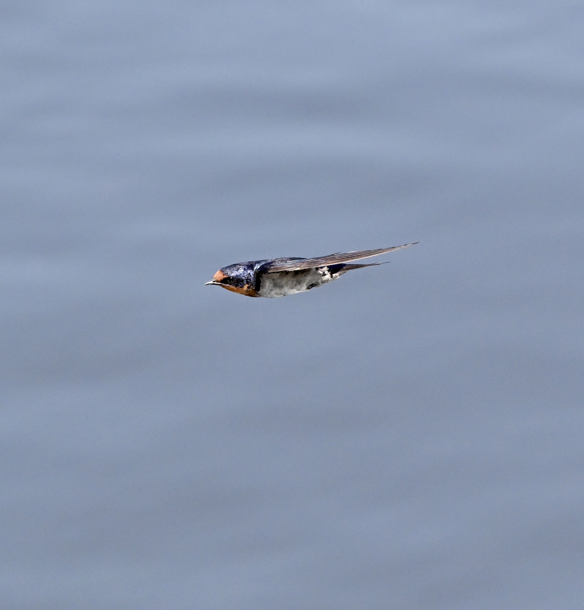 Angola Swallow (Hirundo angolensis), photo 2
