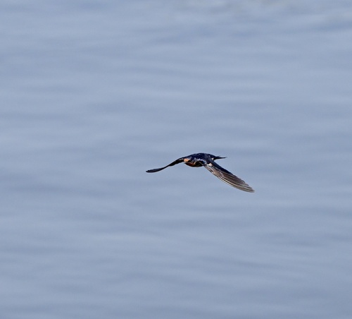 Angola Swallow (Hirundo angolensis), photo 5
